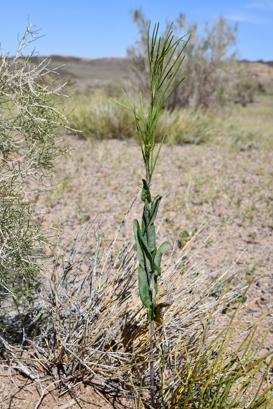 Image of Iljinskaea planisiliqua specimen.