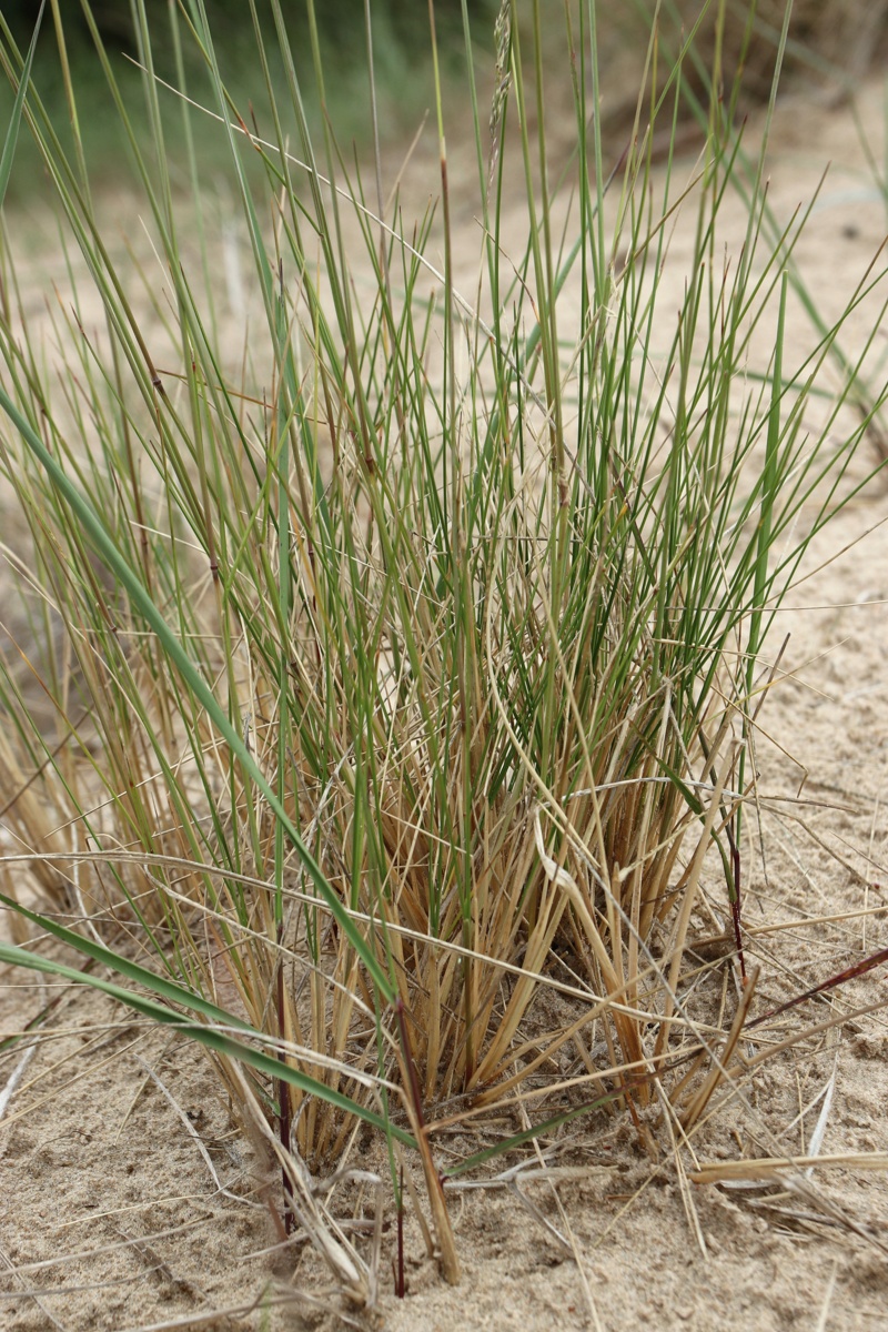 Image of Festuca sabulosa specimen.