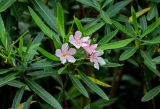 Nerium oleander. Верхушка побега с соцветием. Китай, Гуанси-Чжуанский автономный р-н, г. Яншо, в культуре. 02.06.2024.