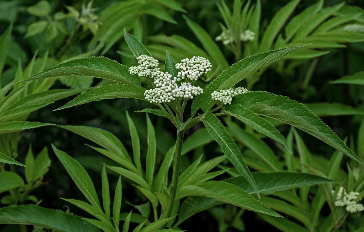 Изображение особи Sambucus ebulus.