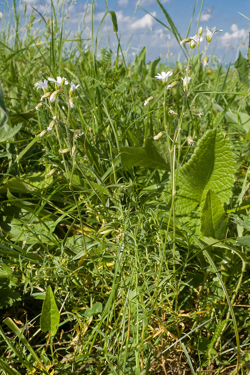 Image of Cerastium arvense specimen.