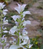 Salvia sclarea