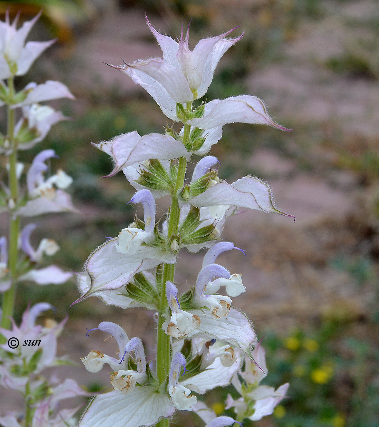 Изображение особи Salvia sclarea.