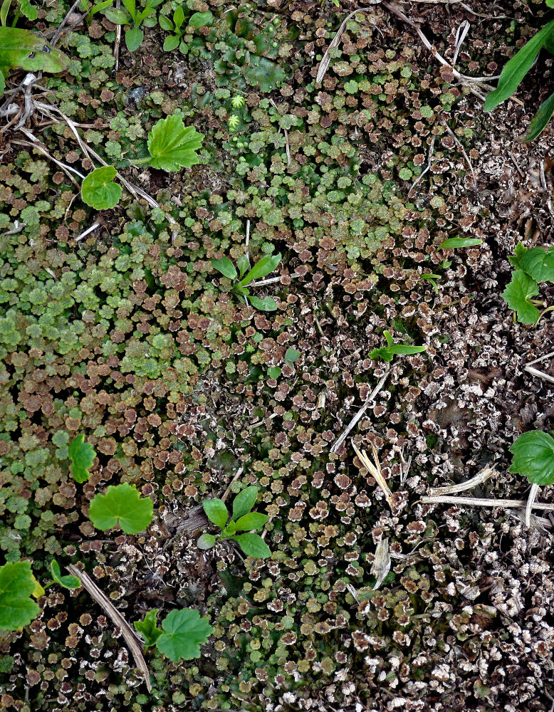 Изображение особи Marchantia polymorpha.