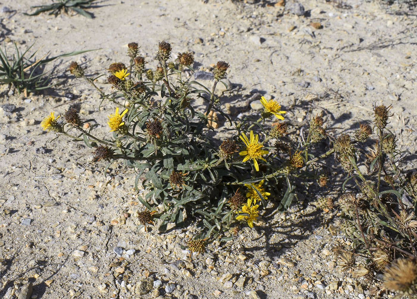 Image of Jasonia tuberosa specimen.