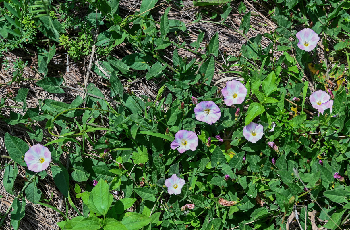 Image of Convolvulus arvensis specimen.