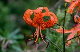 Lilium lancifolium. Цветок. Сахалин, Холмский гор. округ, окр. мыса Слепиковского, луговой склон. 26.08.2023.