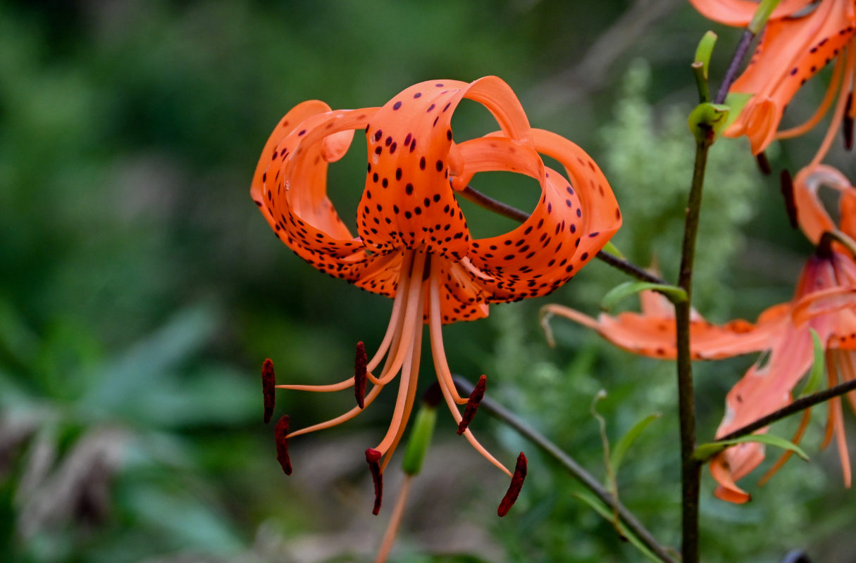 Изображение особи Lilium lancifolium.