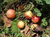 Pyrus ussuriensis. Опавшие созревшие плоды. Хабаровский край, окр. г. Комсомольск-на-Амуре, зарастающий пустырь. 23.09.2024.