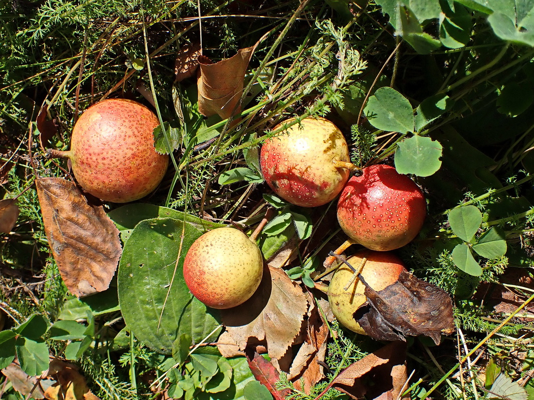 Image of Pyrus ussuriensis specimen.