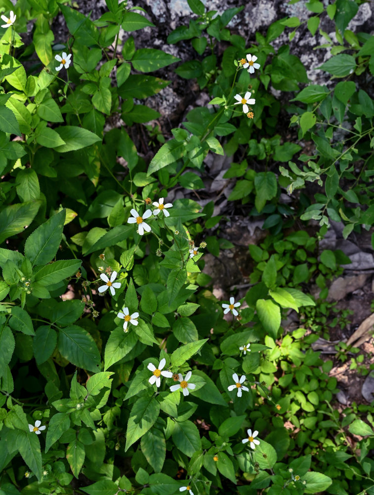 Image of Bidens pilosa specimen.