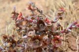 Salsola acutifolia. Верхушки побегов с плодами. Калмыкия, 111 км трассы Астрахань — Элиста, окр. пос. Дрофиный, полынно-злаковая степь. 27.10.2024.