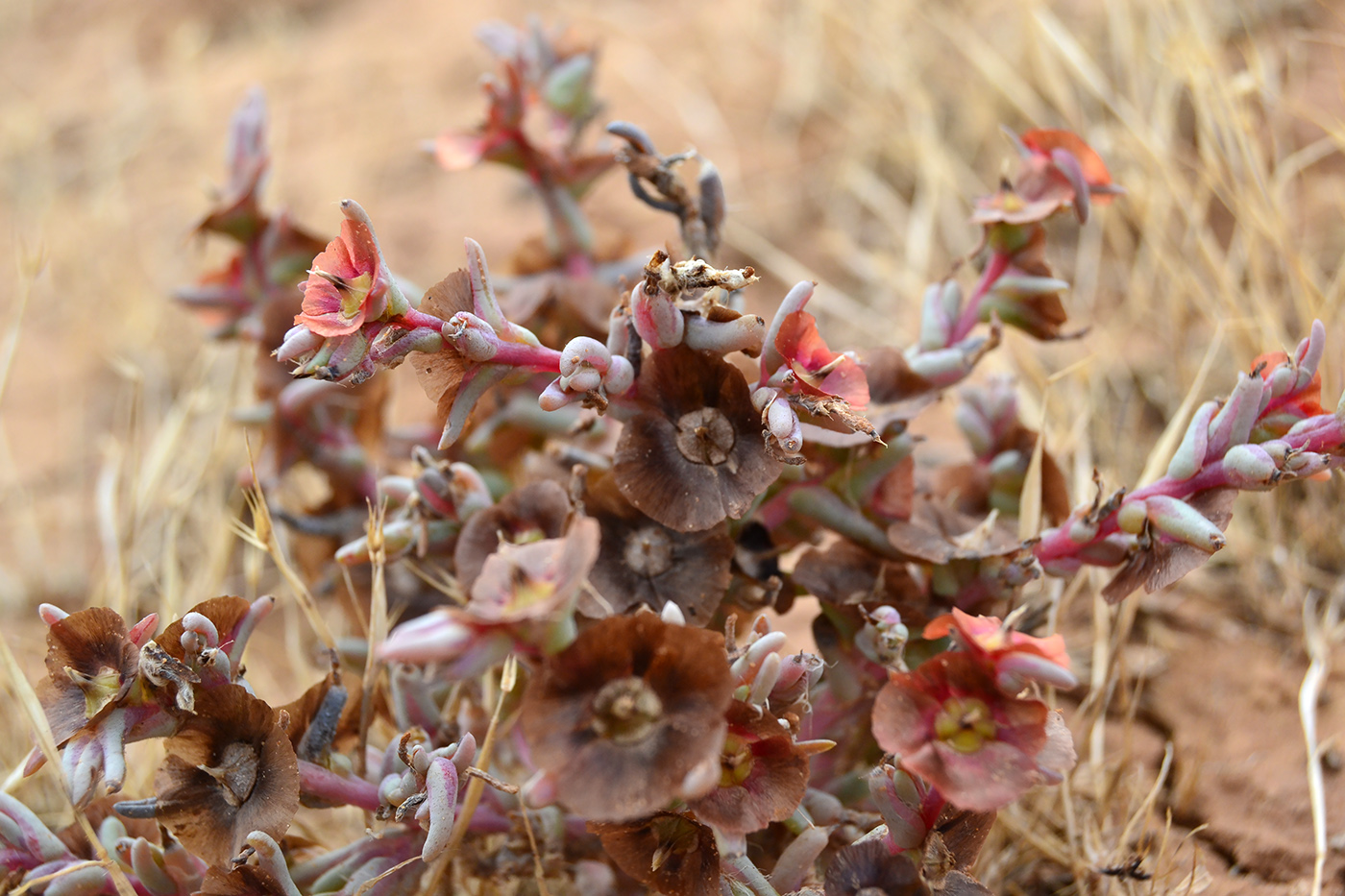 Image of Salsola acutifolia specimen.