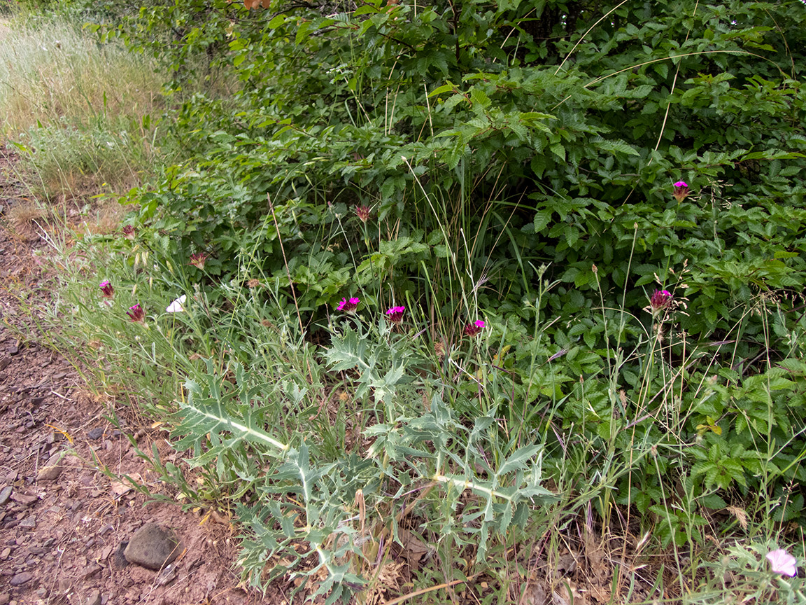 Image of Dianthus capitatus specimen.