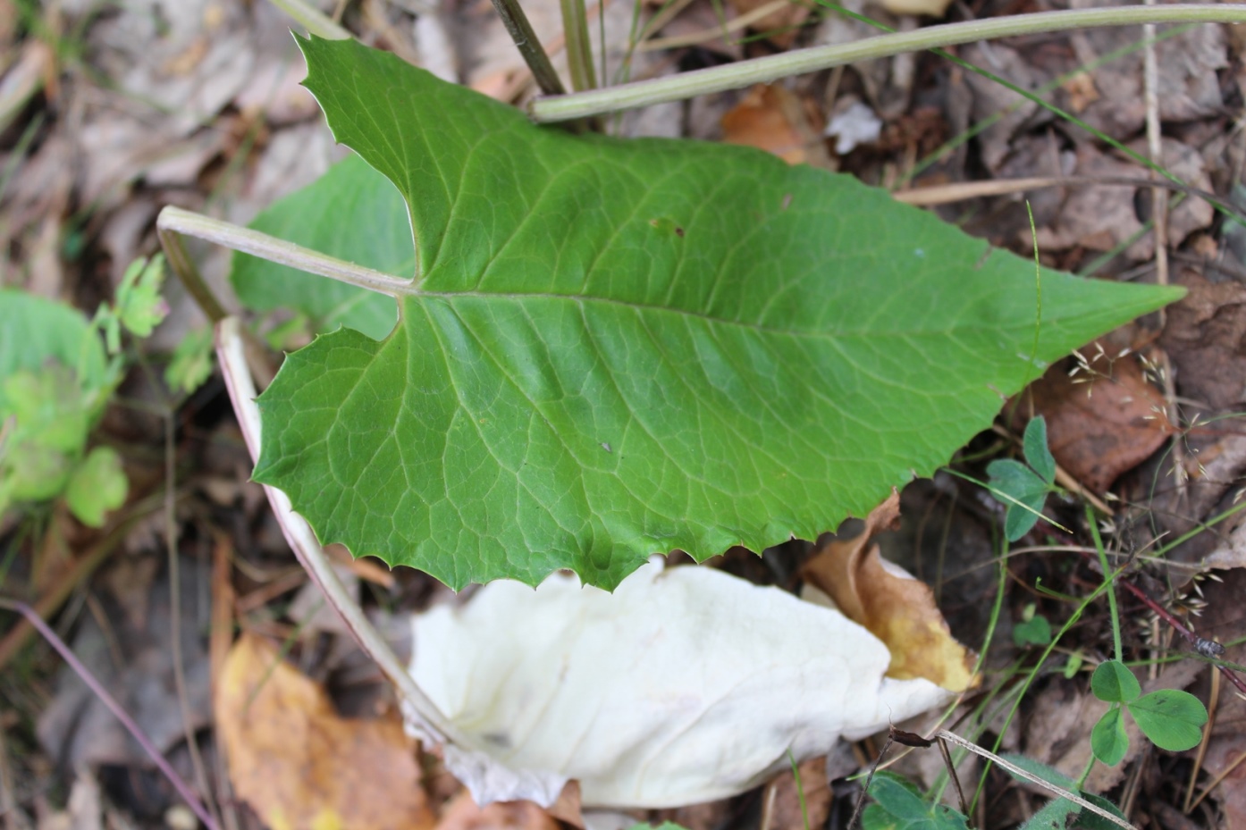 Image of Saussurea controversa specimen.