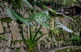 Alocasia macrorrhizos