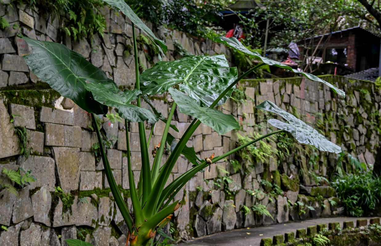 Изображение особи Alocasia macrorrhizos.