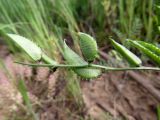 Astragalus compositus. Часть соплодия с незрелыми плодами. Казахстан, Туркестанская обл., Сырдарья-Туркестанский государственный региональный природный парк, Боралдайский филиал, ≈ 1150 м н.у.м., низкотравное саванноидное сообщество. 16.05.2024.