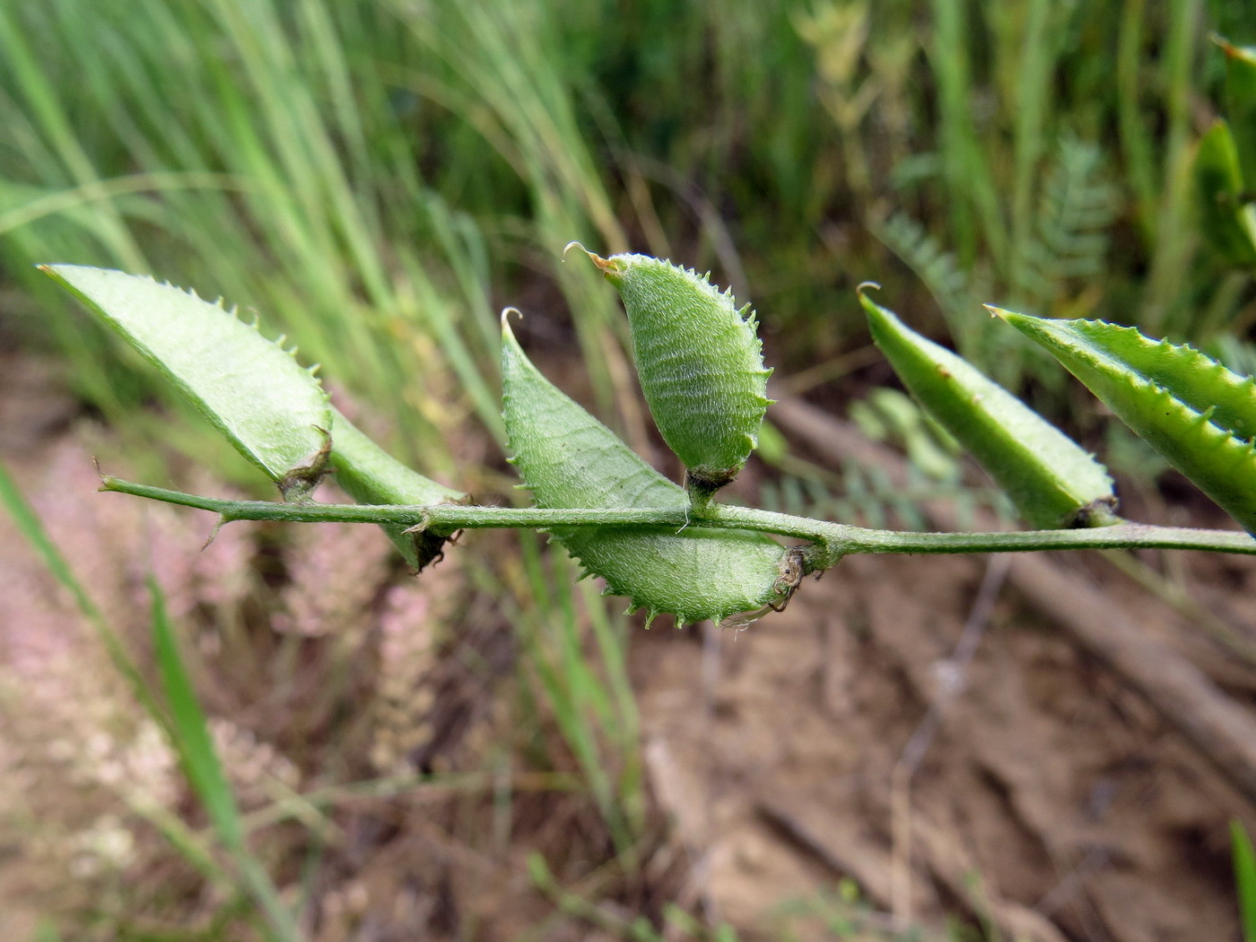 Изображение особи Astragalus compositus.