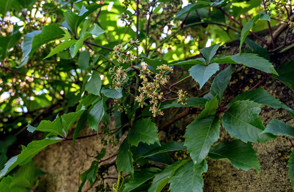 Image of Parthenocissus quinquefolia specimen.