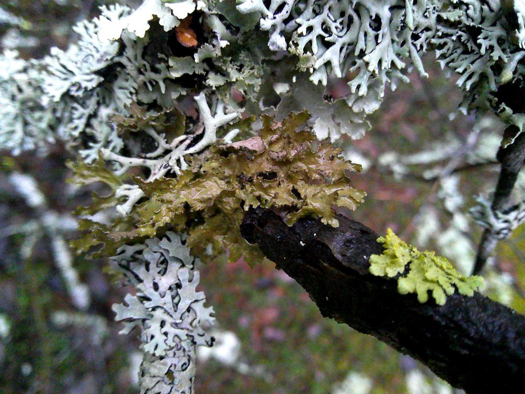 Image of Tuckermanopsis chlorophylla specimen.