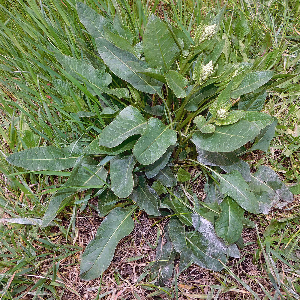 Image of Beta trigyna specimen.