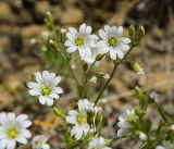 Cerastium arvense. Верхушка веточки с цветками, бутонами и отцветшими цветками. Башкирия, Учалинский р-н, Тунгатаровский сельсовет, окр. дер. Яльчигулово, хр. Нурали, каменистый склон. 26 мая 2024 г.