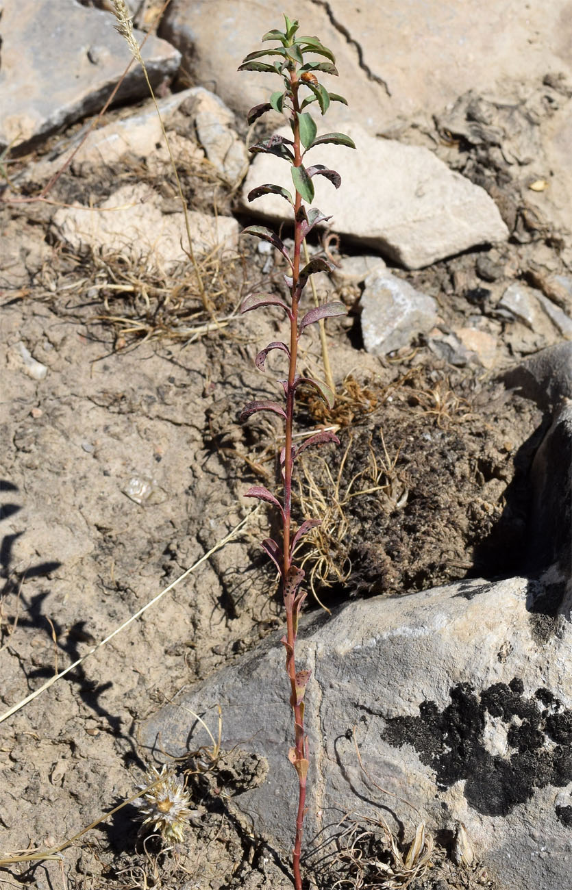 Image of Euphorbia falcata specimen.