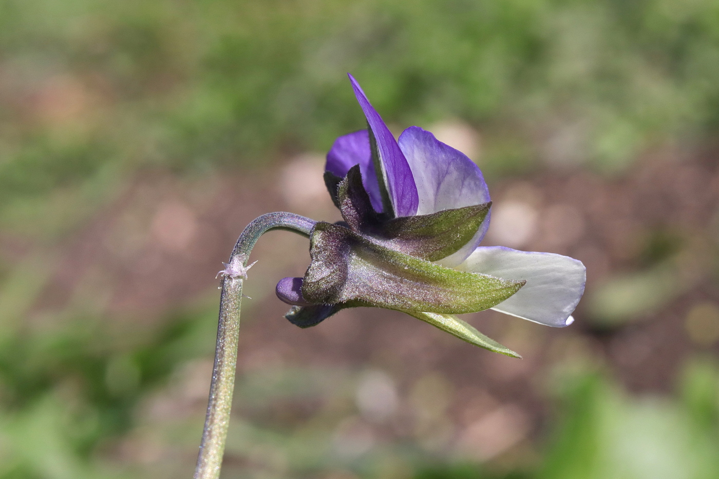 Изображение особи Viola tricolor.