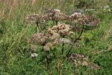 View full-size image Angelica sylvestris