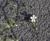 View full-size image Gypsophila elegans