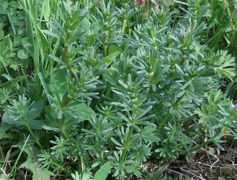 Изображение особи род Galium.