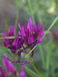 View full-size image genus Astragalus