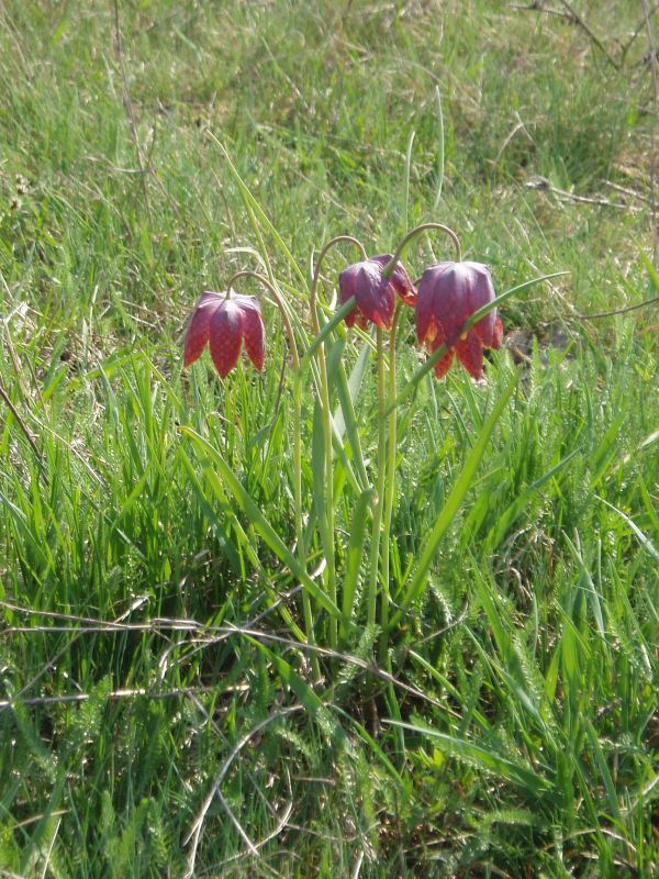 Image of Fritillaria meleagris specimen.