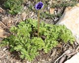 Anemone coronaria. Цветущее растение (садовая форма). Израиль, г. Кармиэль, городской парк. 13.02.2011.