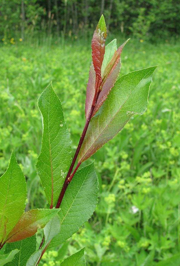 Image of Salix &times; tetrapla specimen.