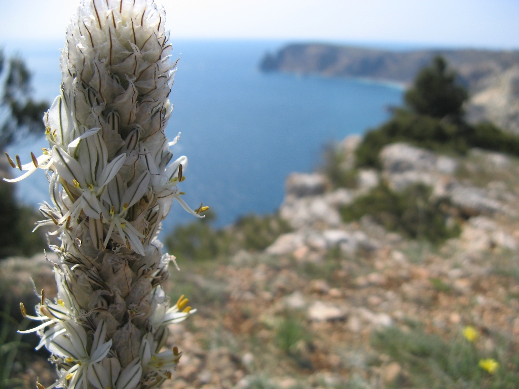 Image of Asphodeline taurica specimen.