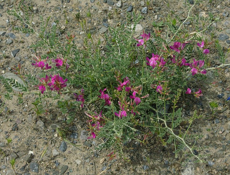 Image of Eversmannia subspinosa specimen.