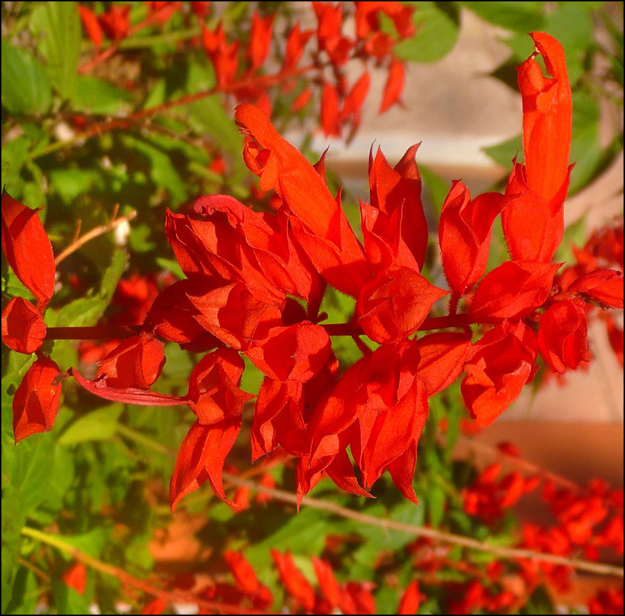 Изображение особи Salvia splendens.