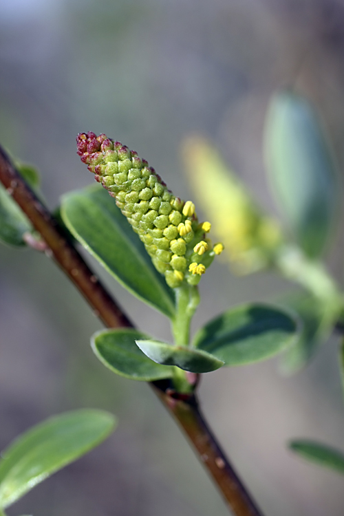 Image of genus Salix specimen.