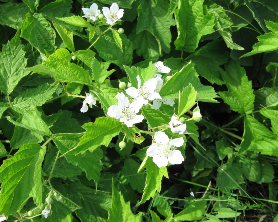 Image of Rubus caesius specimen.