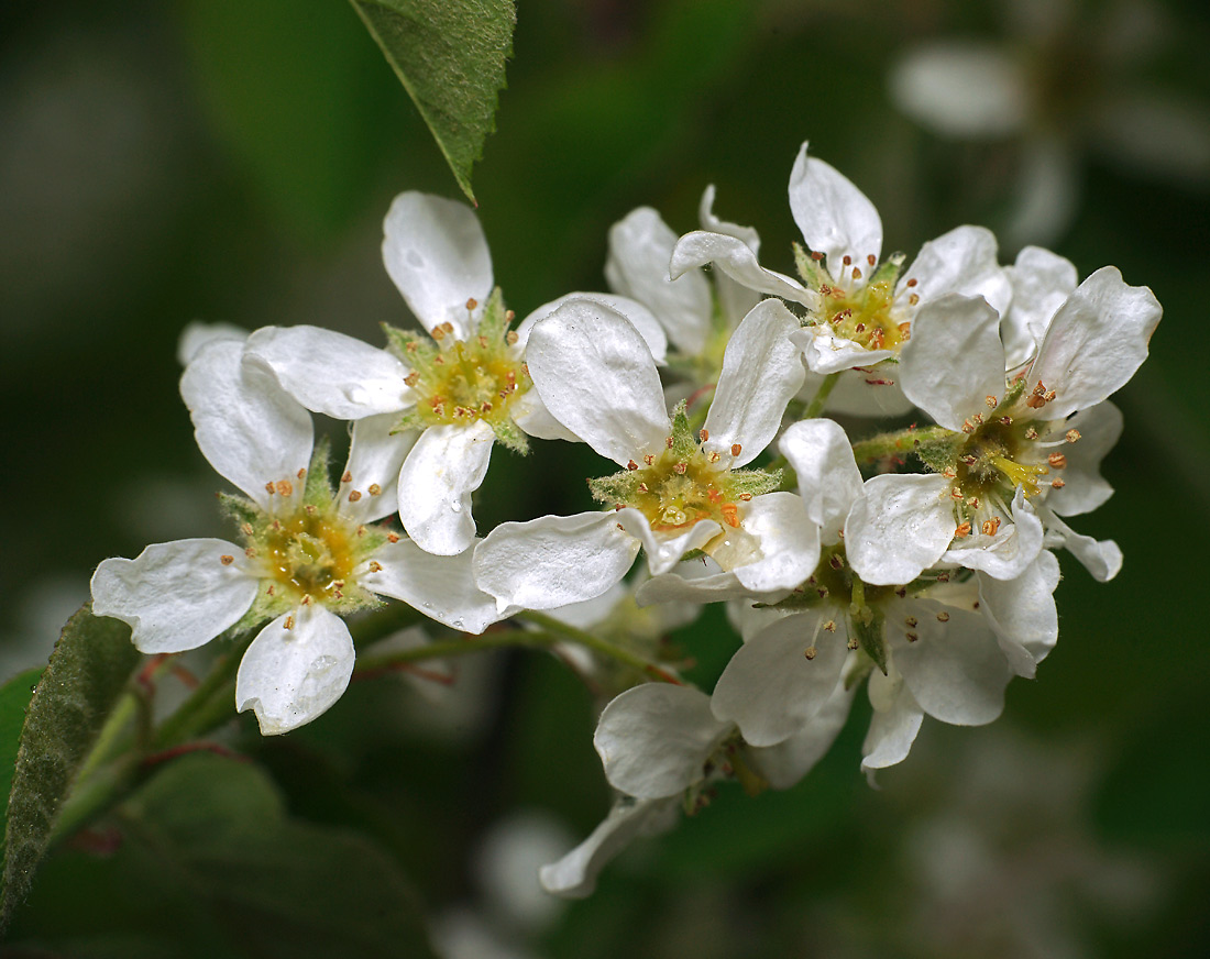 Изображение особи Amelanchier spicata.