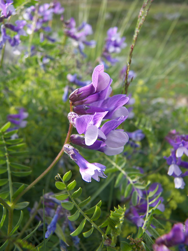 Изображение особи Vicia sosnowskyi.