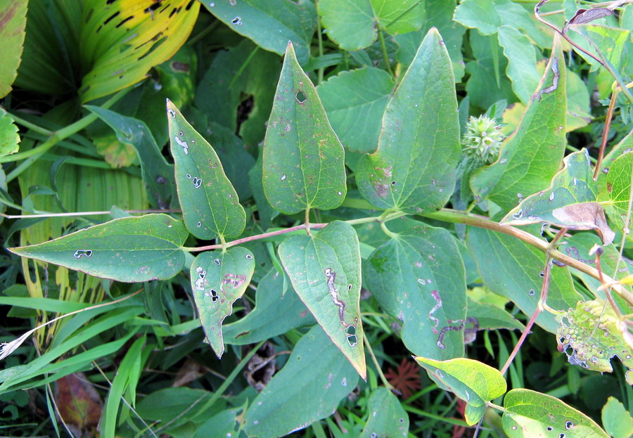 Image of Clematis recta specimen.