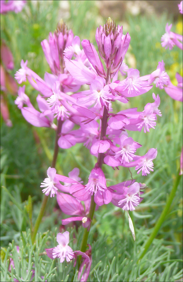 Изображение особи Polygala major.