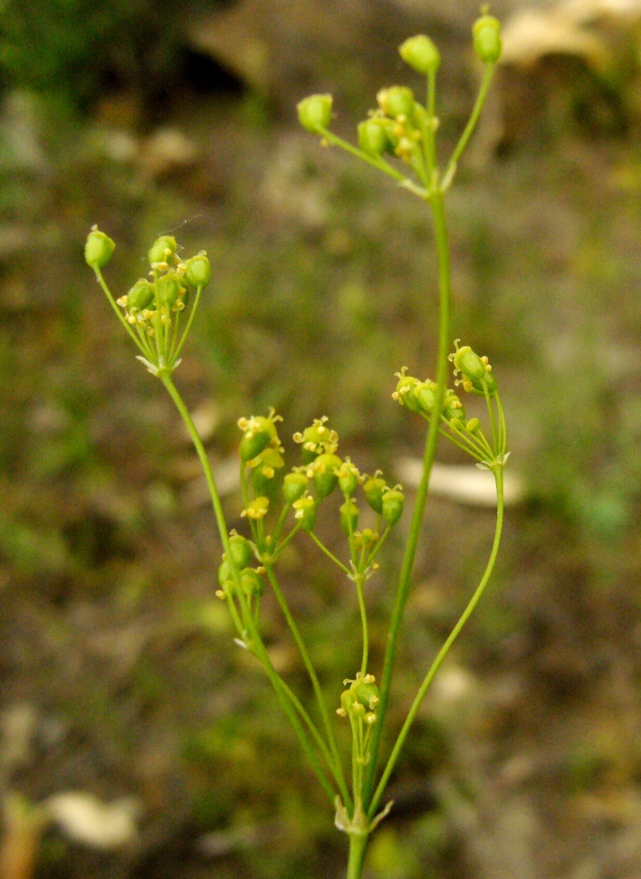 Image of Galagania platypoda specimen.