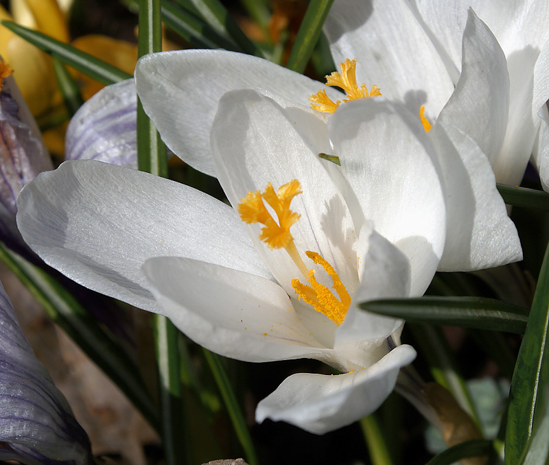 Image of Crocus vernus specimen.