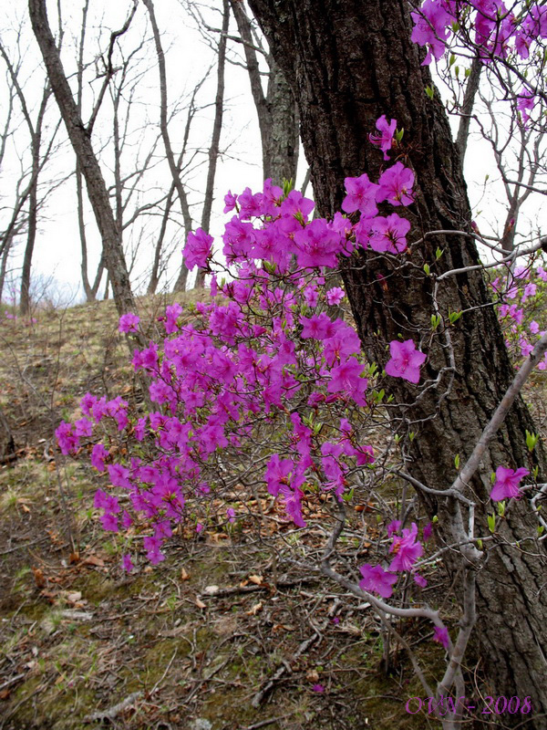 Image of Rhododendron mucronulatum specimen.