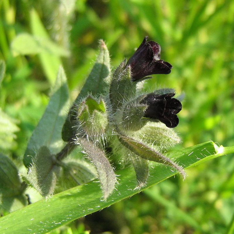 Image of Nonea rossica specimen.