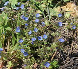 Veronica triphyllos